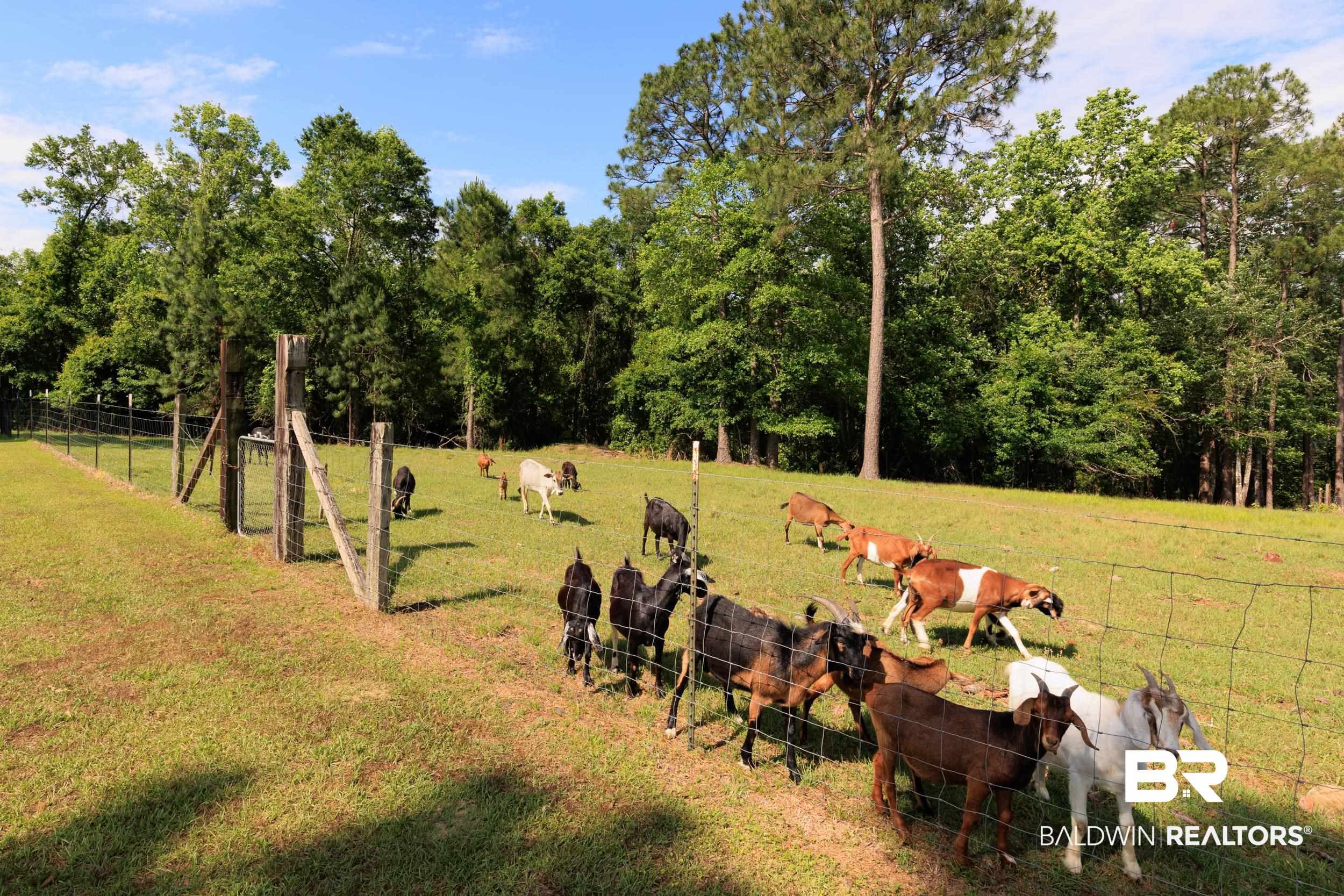 6725 Upper Creek Road Flomaton, AL 36441 - Photo 13 of 61 View of yard featuring a rural view