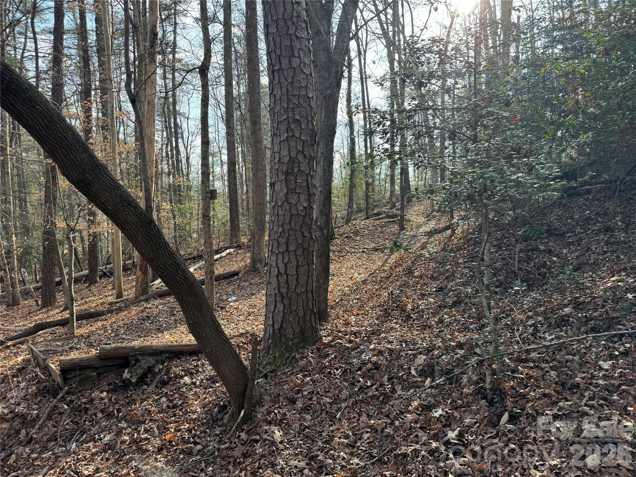 481 Fisher Road Brevard, NC 28712 - Photo 11 of 16 a view of trees in the forest
