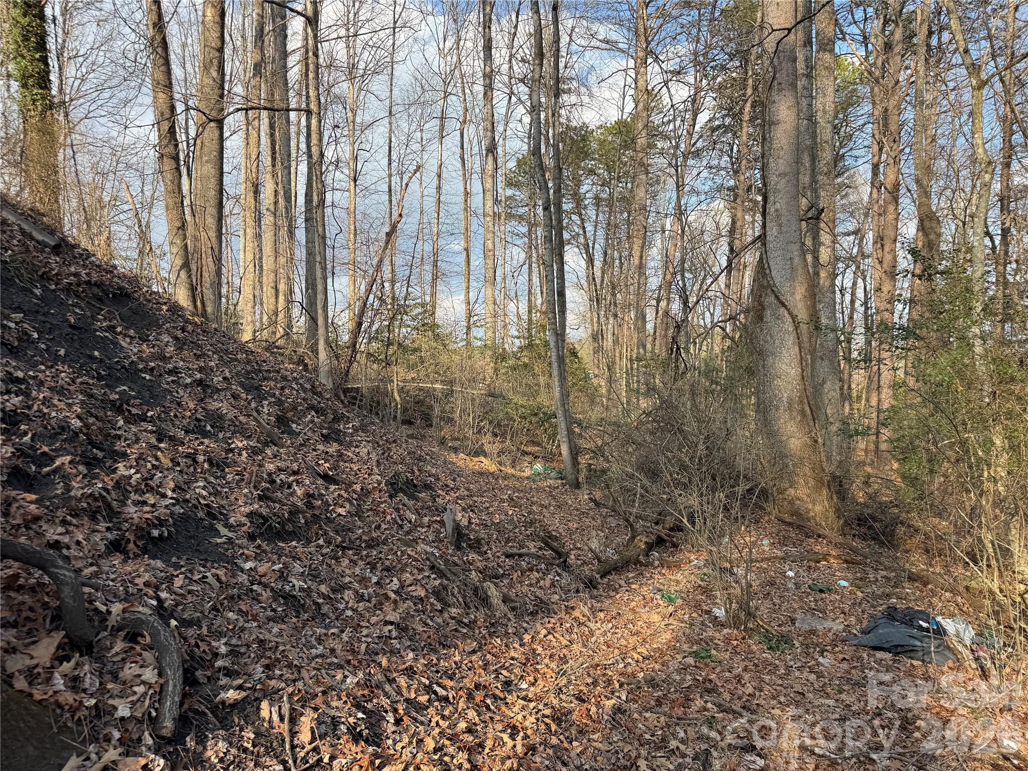 481 Fisher Road Brevard, NC 28712 - Photo 13 of 16 a view of a yard with large trees
