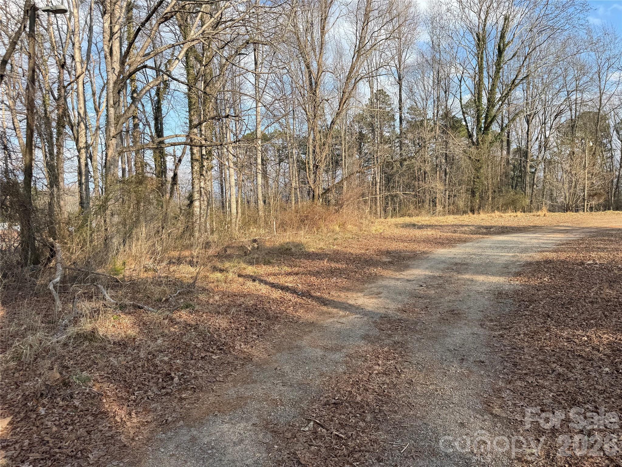 481 Fisher Road Brevard, NC 28712 - Photo 3 of 16 a view of dirt yard with a large tree