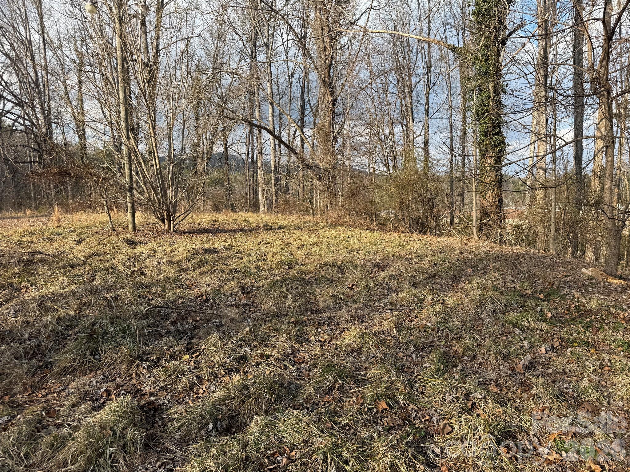 481 Fisher Road Brevard, NC 28712 - Photo 6 of 16 a view of large trees with yard