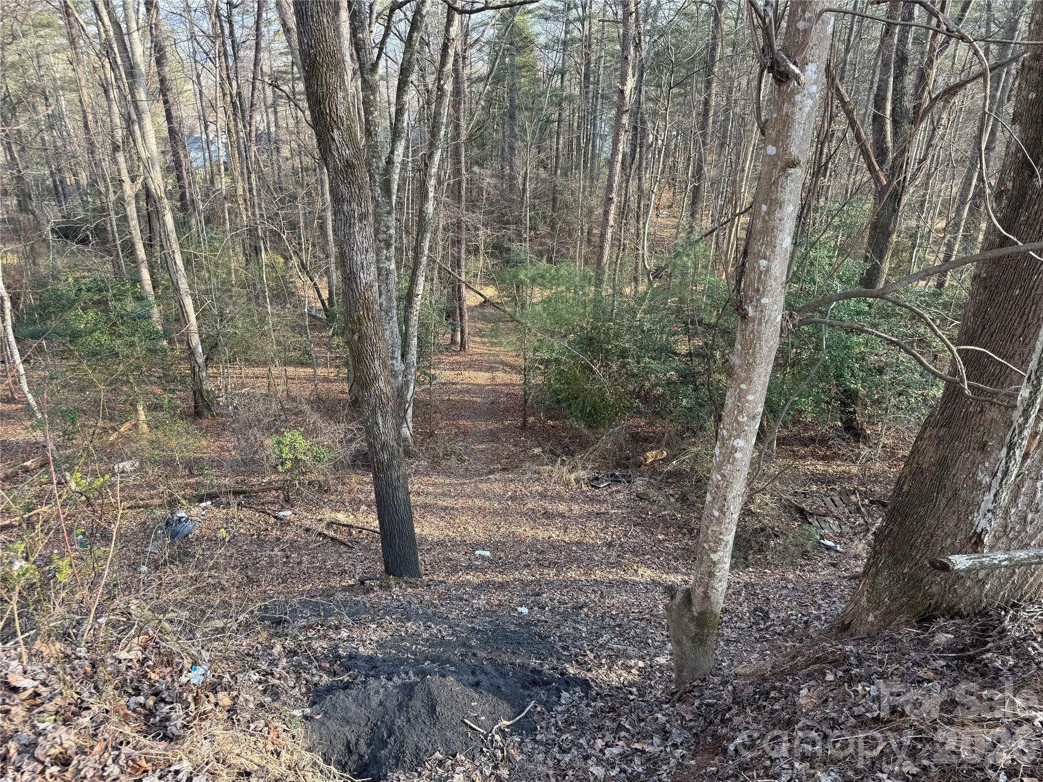481 Fisher Road Brevard, NC 28712 - Photo 7 of 16 a view of a forest filled with trees