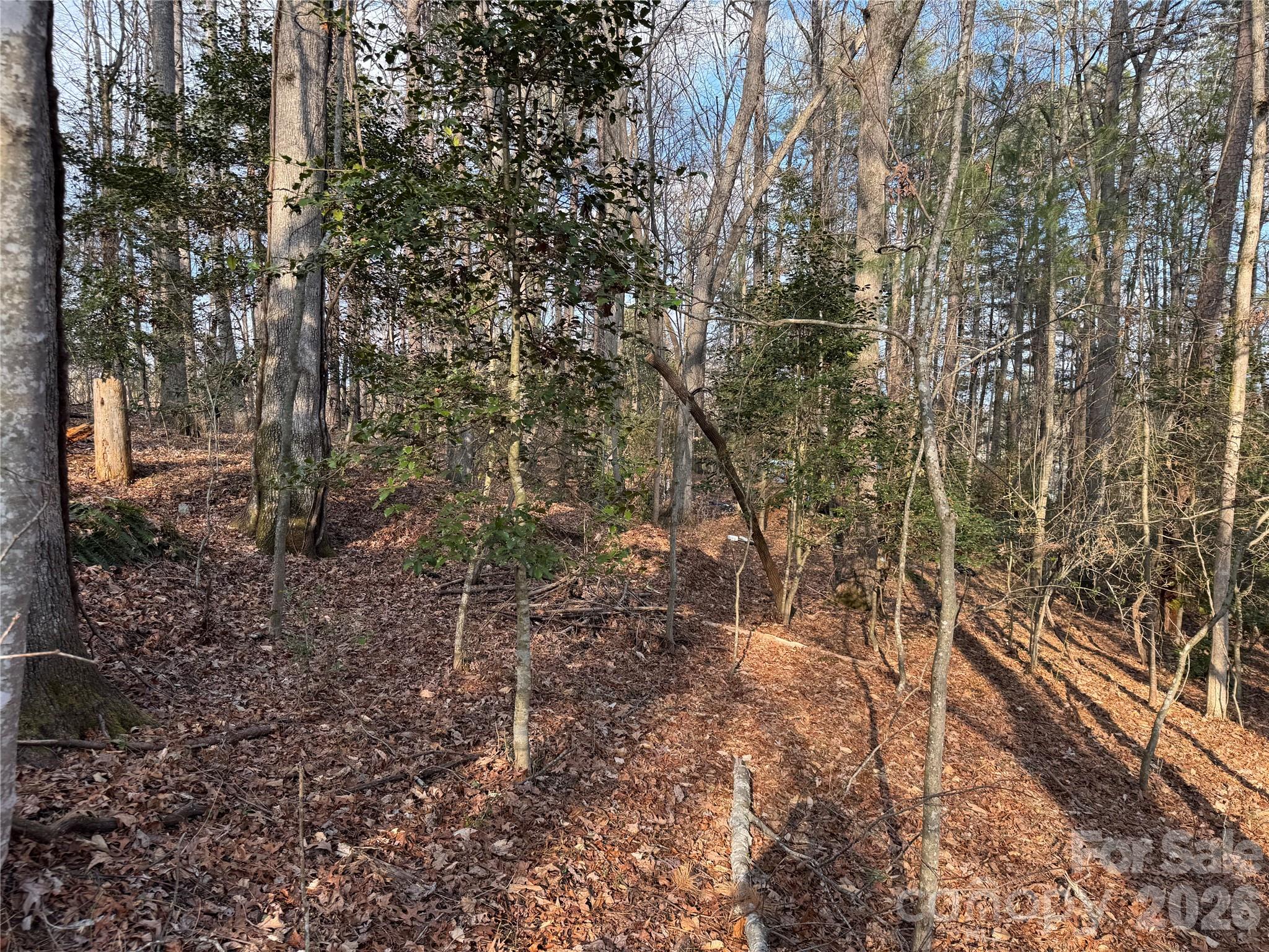 481 Fisher Road Brevard, NC 28712 - Photo 8 of 16 a view of a yard with large trees