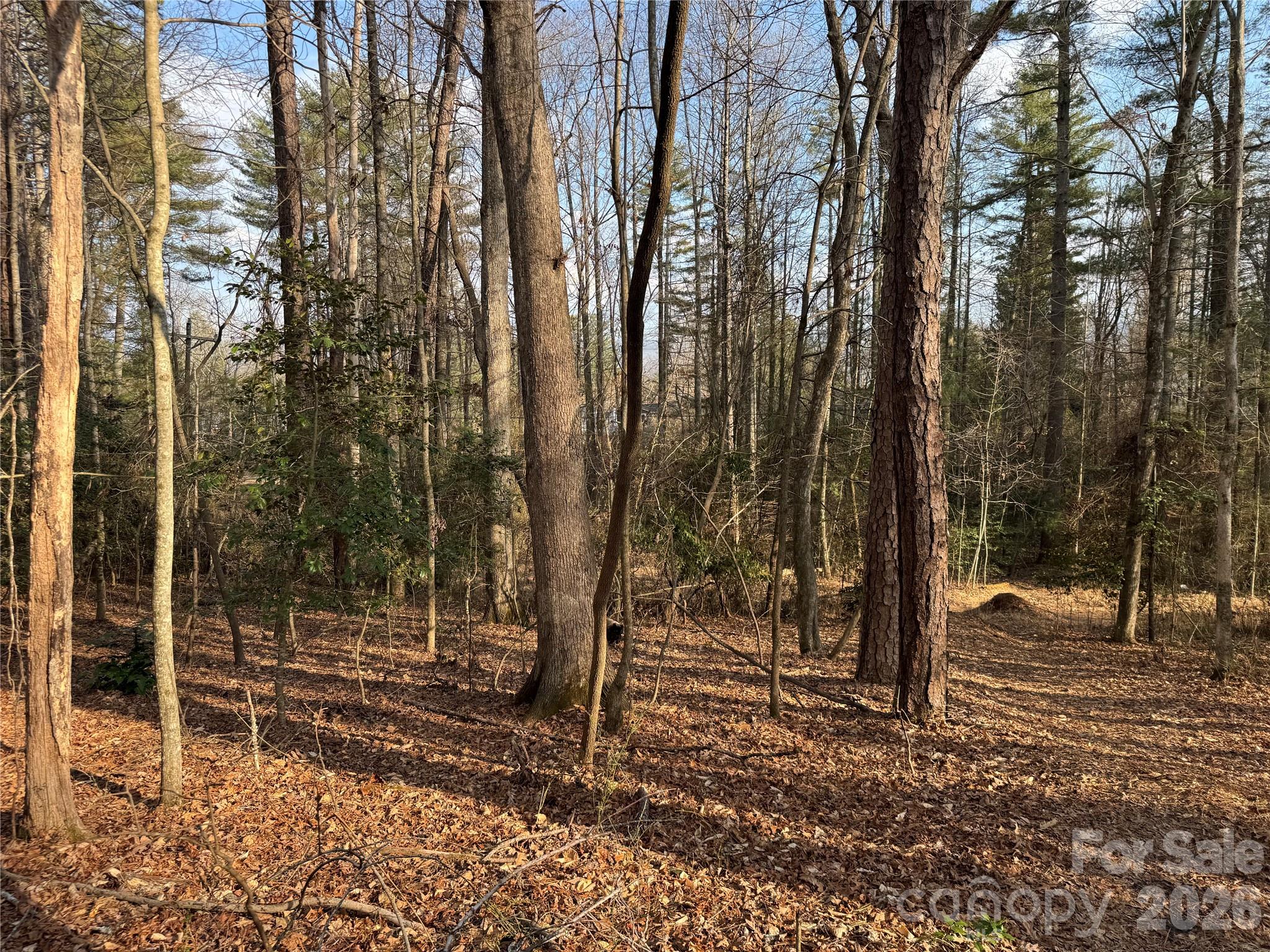481 Fisher Road Brevard, NC 28712 - Photo 9 of 16 a view of a forest with trees