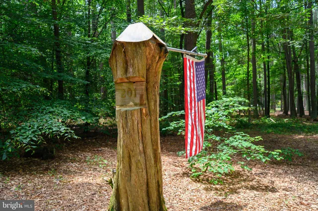 a view of outdoor space with lots of trees