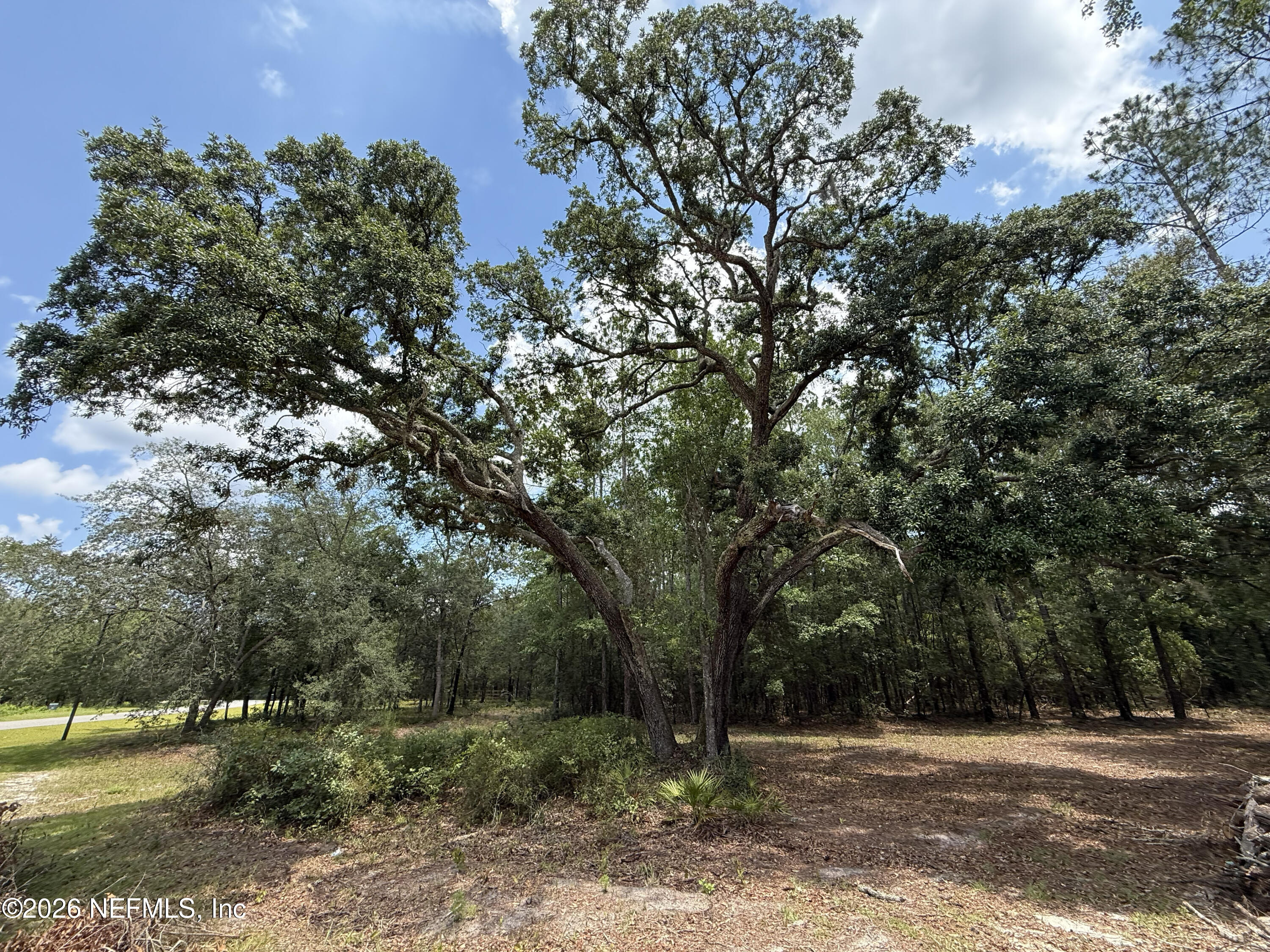 15422 Bullock Bluff Road Bryceville, FL 32009 - Photo 2 of 23 a view of a trees in a yard