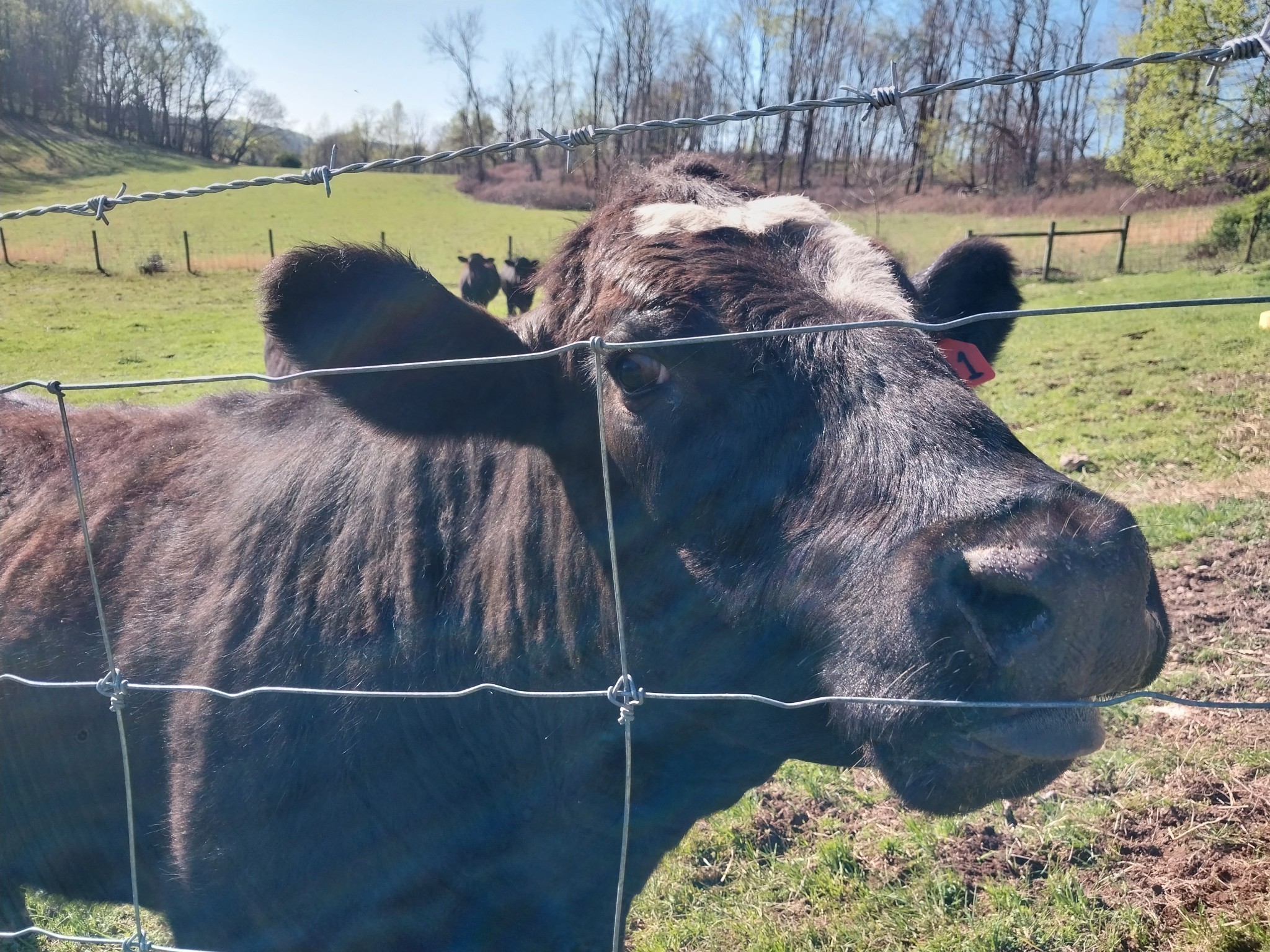 1377 Poor House Road Lewisburg, TN 37091 - Photo 51 of 78 Gallery Image 51