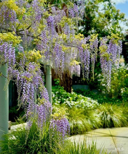 22 Clyde Avenue San Rafael, CA 94901 - Photo 53 of 66 a view of a garden with flowers