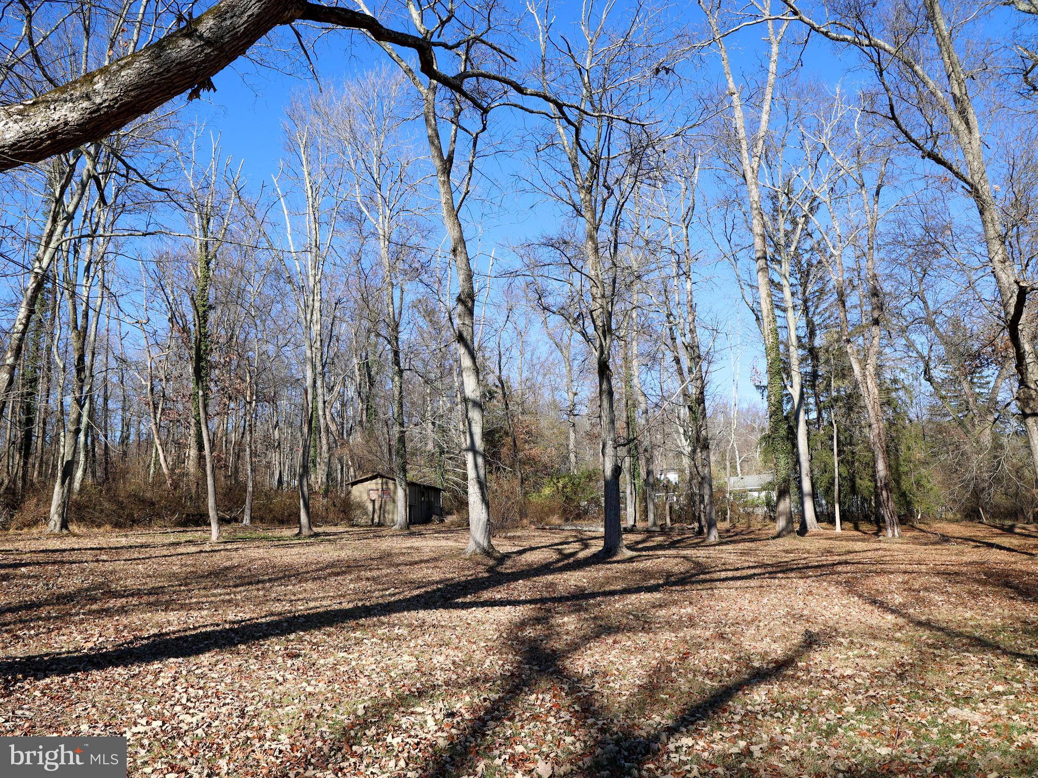 136 Red Hill Road East Princeton, NJ 08540 - Photo 13 of 17 a view of yard covered with trees