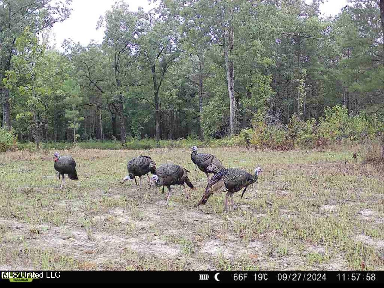 70 County Road Coffeeville, MS 38922 - Photo 14 of 49 4 (1)