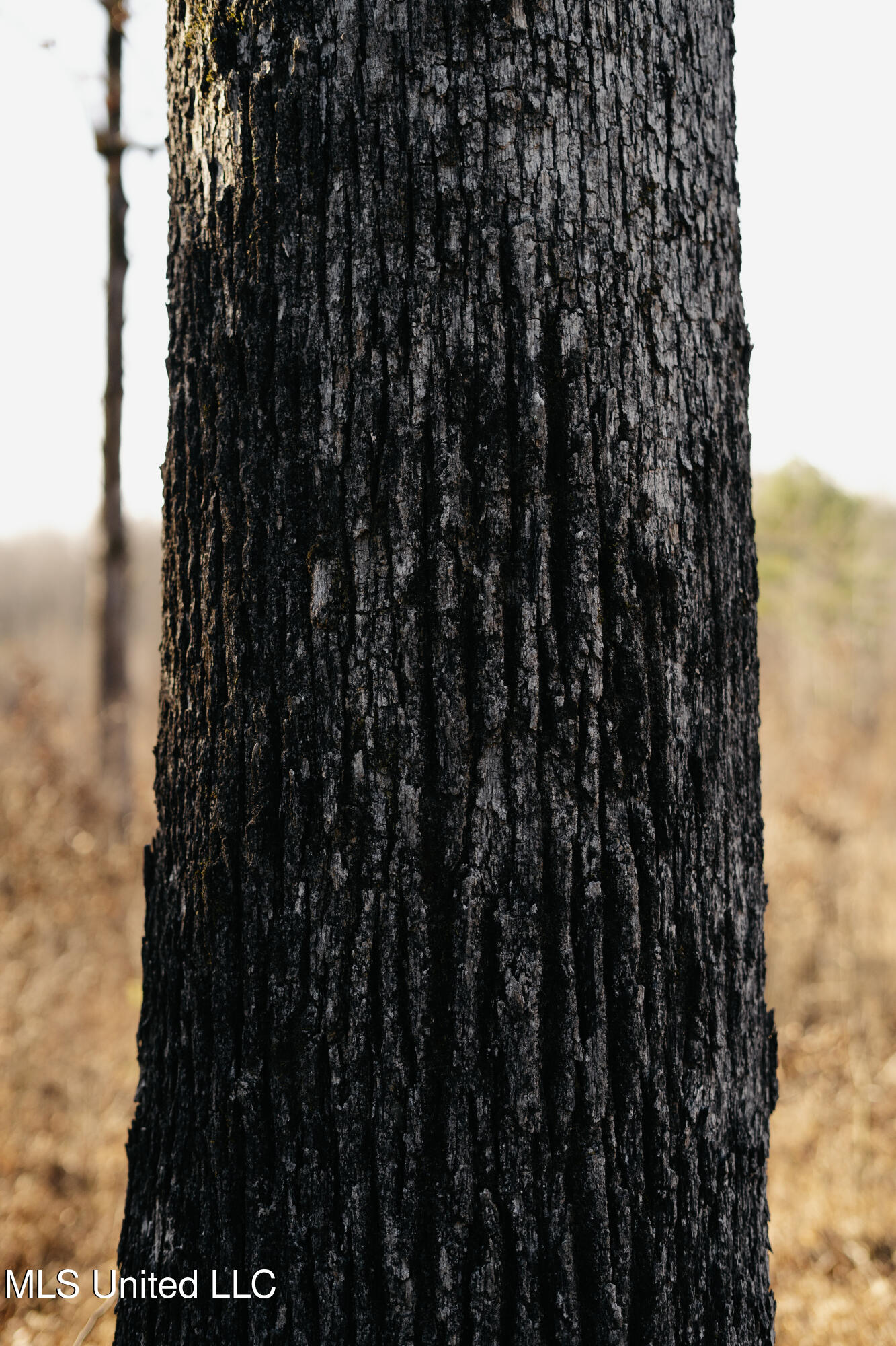 70 County Road Coffeeville, MS 38922 - Photo 21 of 49 DSC05669