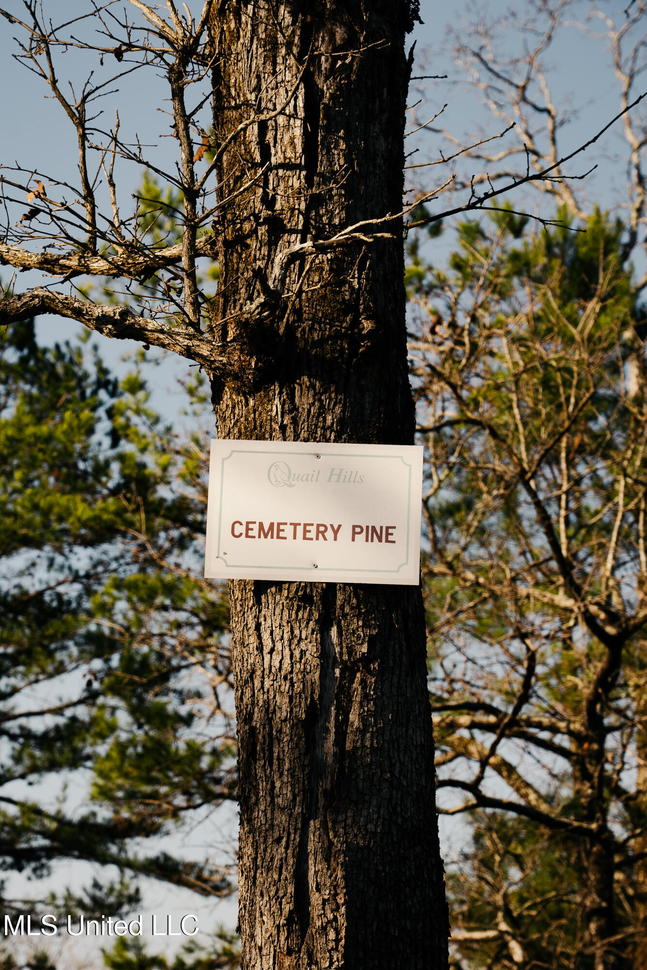 70 County Road Coffeeville, MS 38922 - Photo 23 of 49 DSC03462
