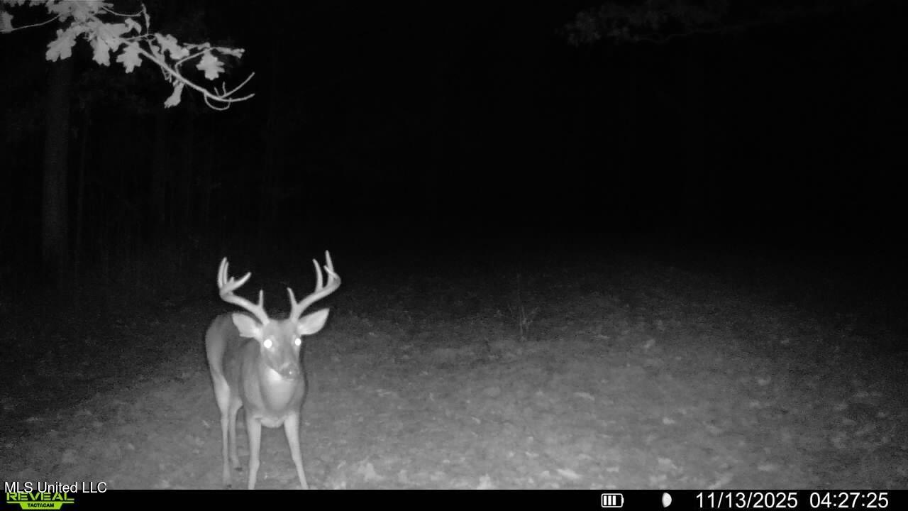 70 County Road Coffeeville, MS 38922 - Photo 38 of 49 016578004082498-53-3-11132025042725-V-SY