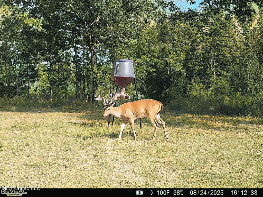 70 County Road Coffeeville, MS 38922 - Photo 40 of 49 860322065126648-100-2-08242025161232-V-W