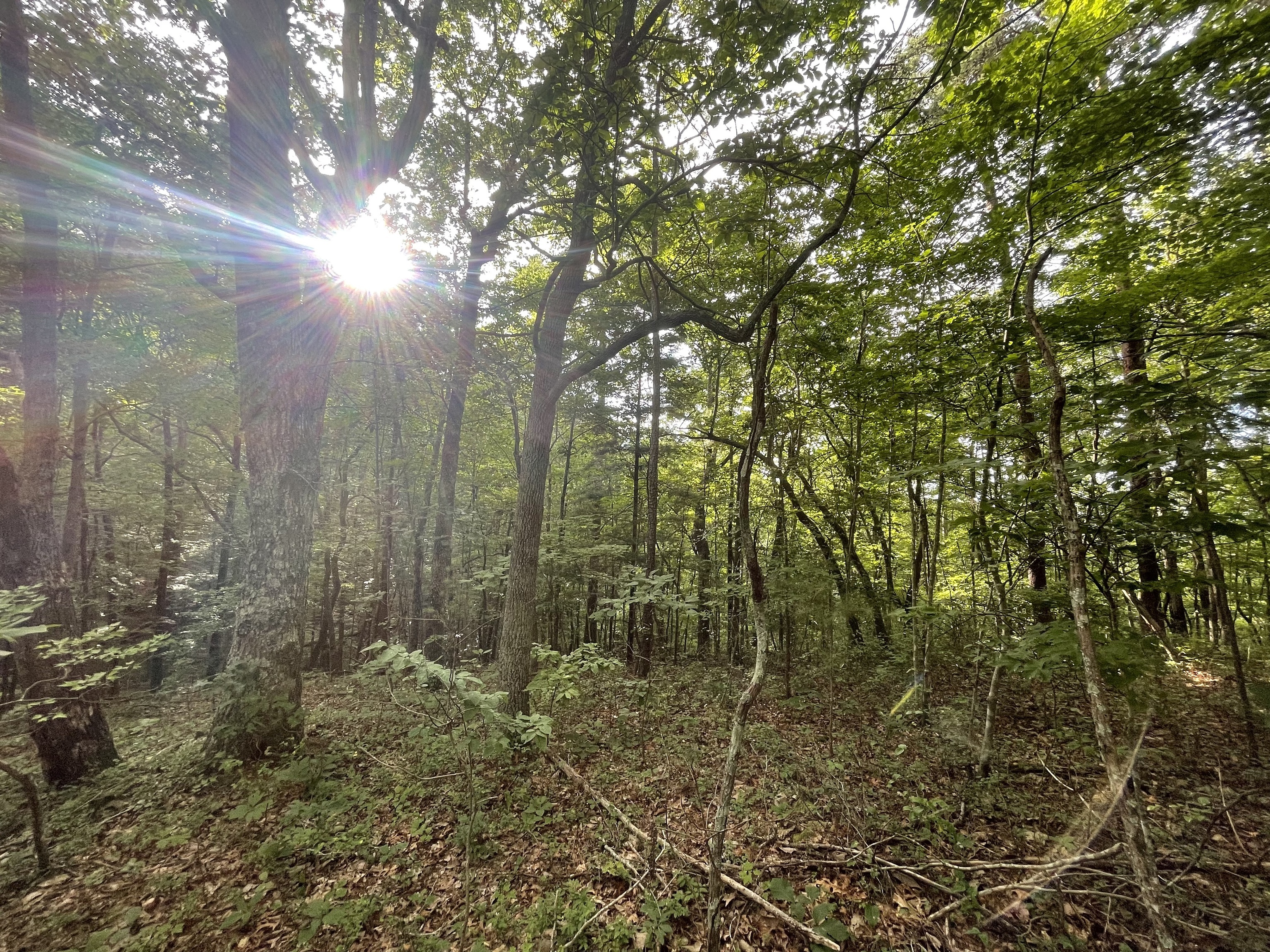 1071 Mayfield Lane Northeast Ranger, GA 30734 - Photo 2 of 12 a view of a large yard