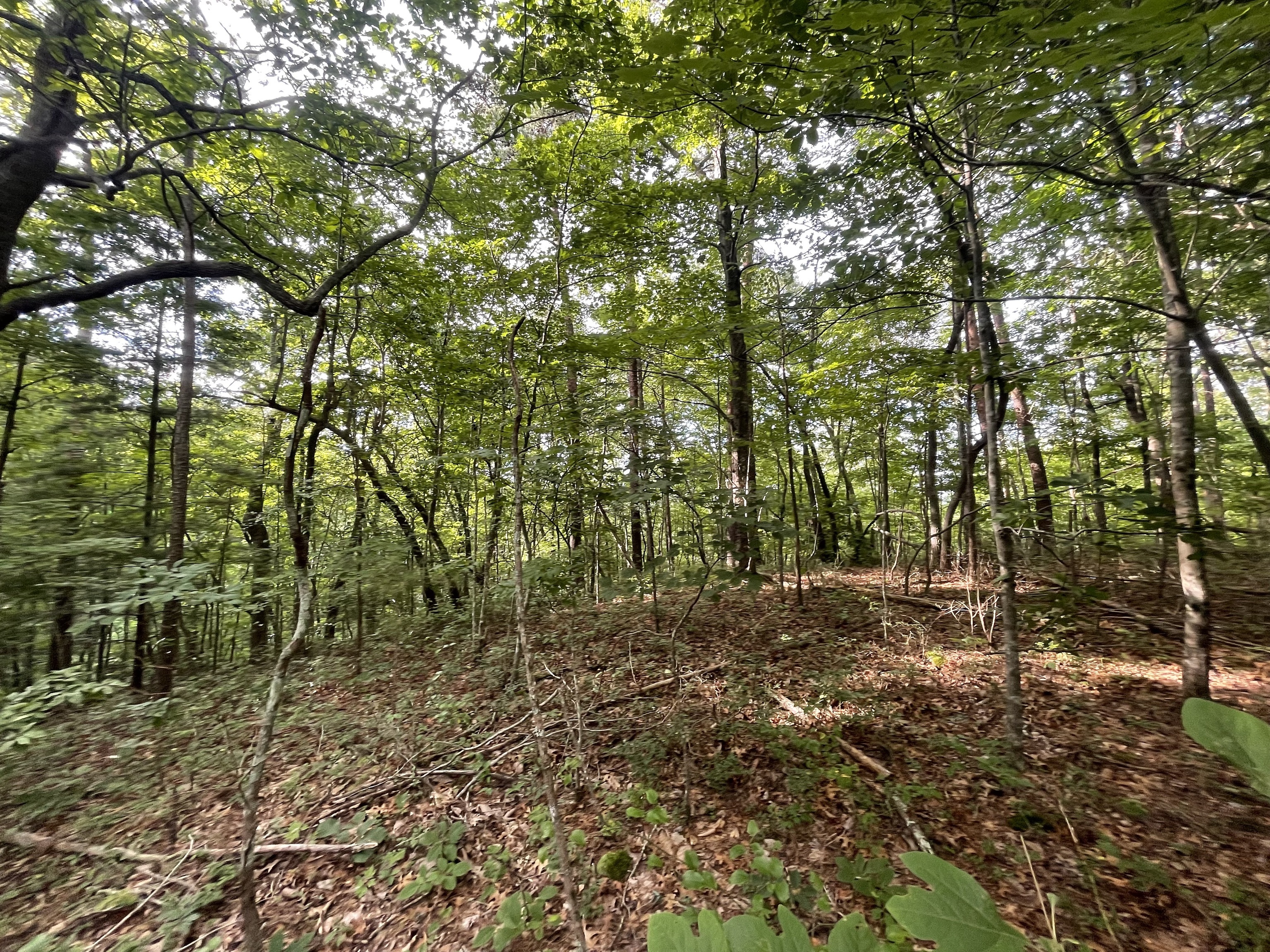 1071 Mayfield Lane Northeast Ranger, GA 30734 - Photo 3 of 12 a big yard with lots of green space and trees