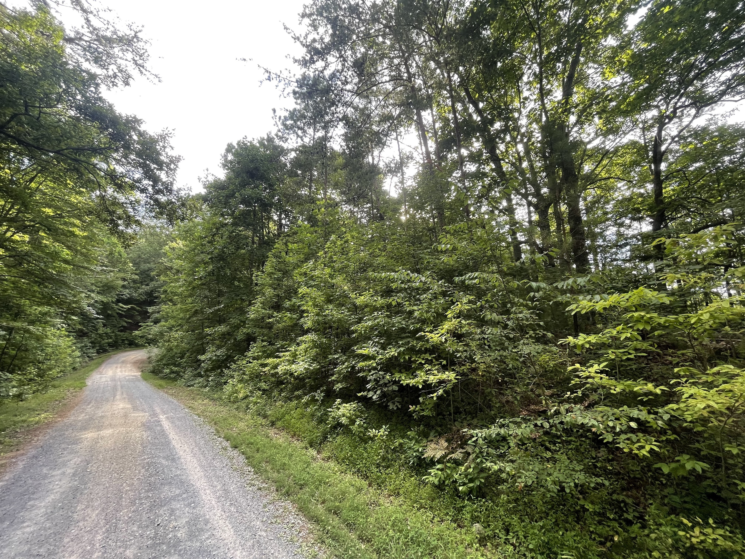1071 Mayfield Lane Northeast Ranger, GA 30734 - Photo 4 of 12 a view of a forest with trees