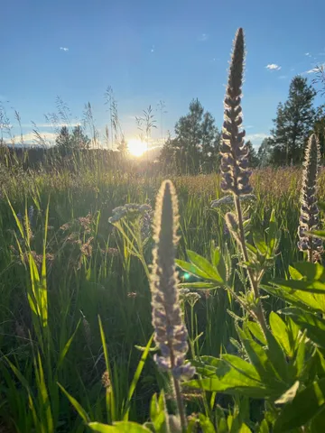 $385,000 | 44-xx Whittier Road, Clayton, WA 99110