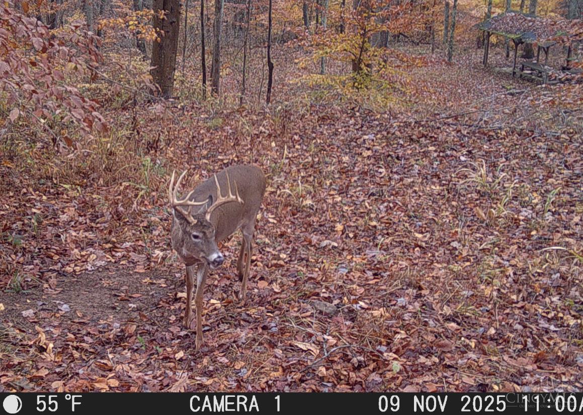 Ac Beech Fork Road Peebles, OH 45660 - Photo 39 of 49