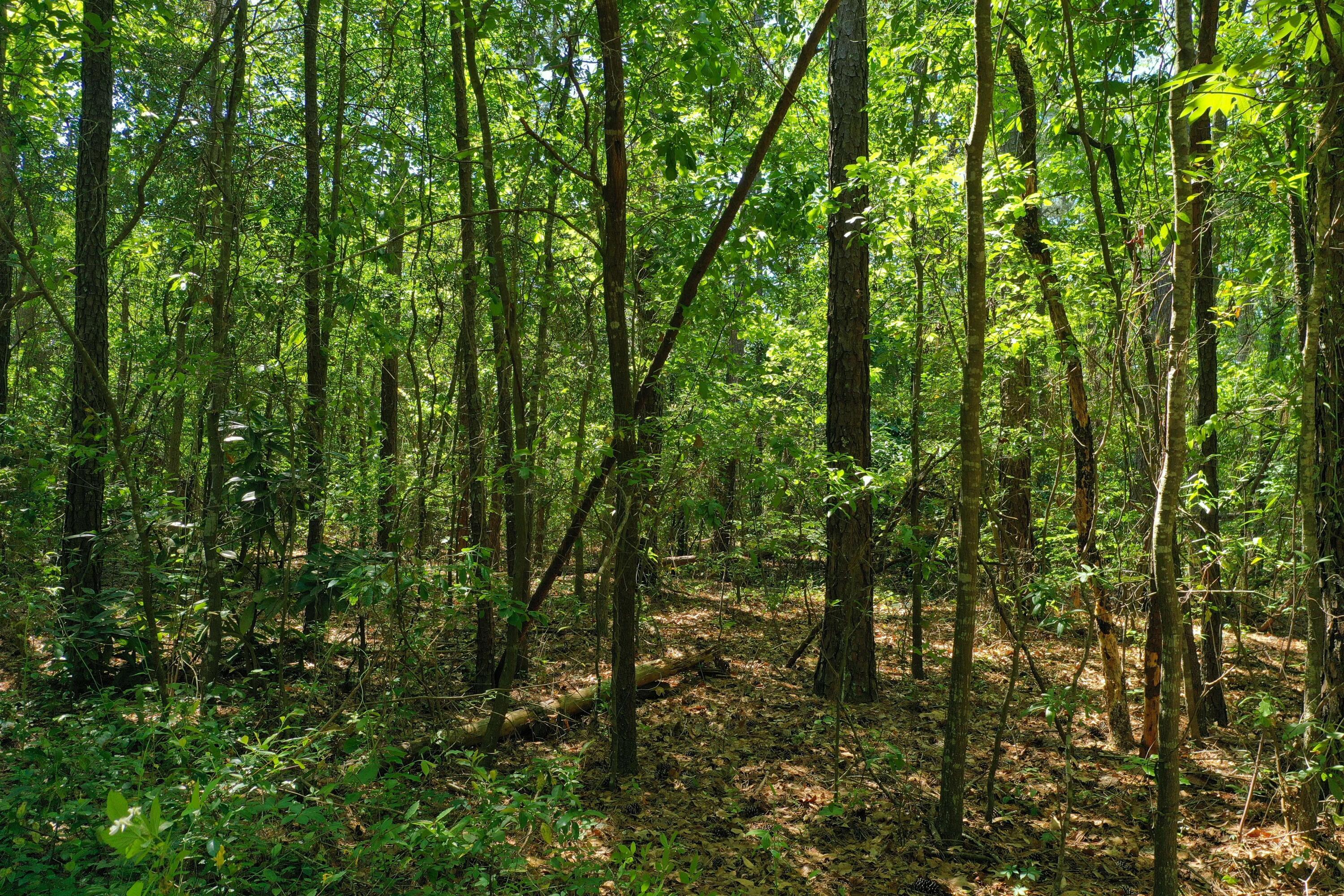 0 McCain Road North Augusta, SC 29860 - Photo 3 of 7
