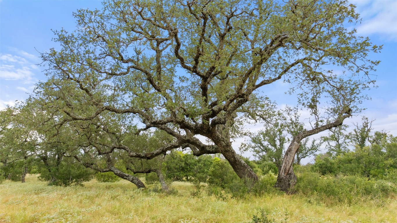 Lot 37 Vista Rdg Drive Round Mountain, TX 78663 - Photo 22 of 30 a view of a tree in a yard