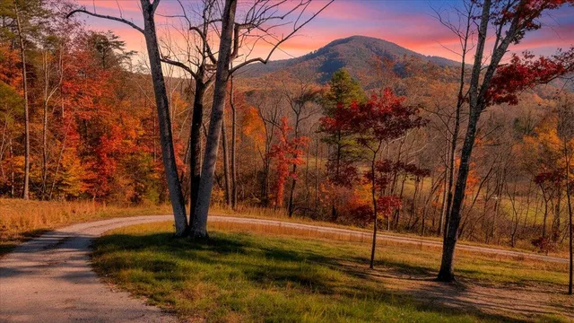 a view of a yard with plants and trees