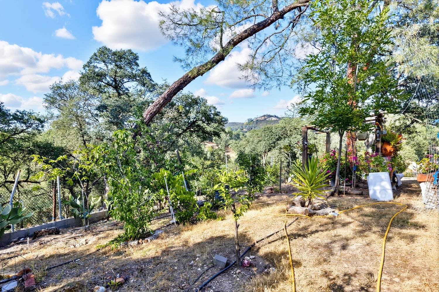 5263 Chile Camp Road Campo Seco X, CA 95226 - Photo 20 of 24 a view of a street with a tree
