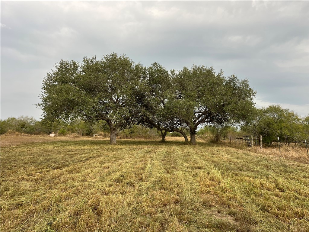 153 Boenig Road Woodsboro, TX 78393 - Photo 20 of 25 The shady Oaks in the back