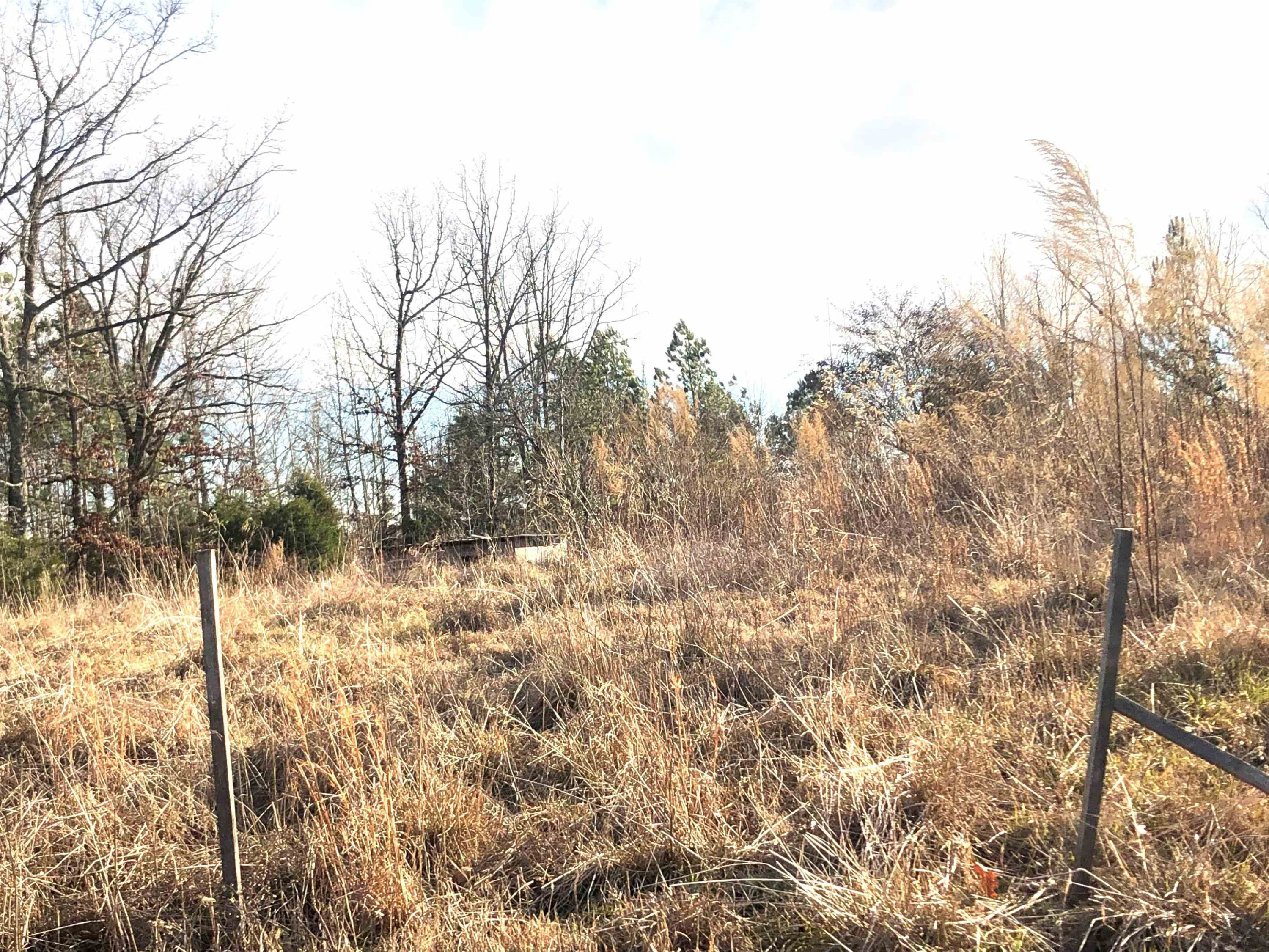 901 Joe Tillman Road Decaturville, TN 38329 - Photo 5 of 7 a view of a yard with a tree
