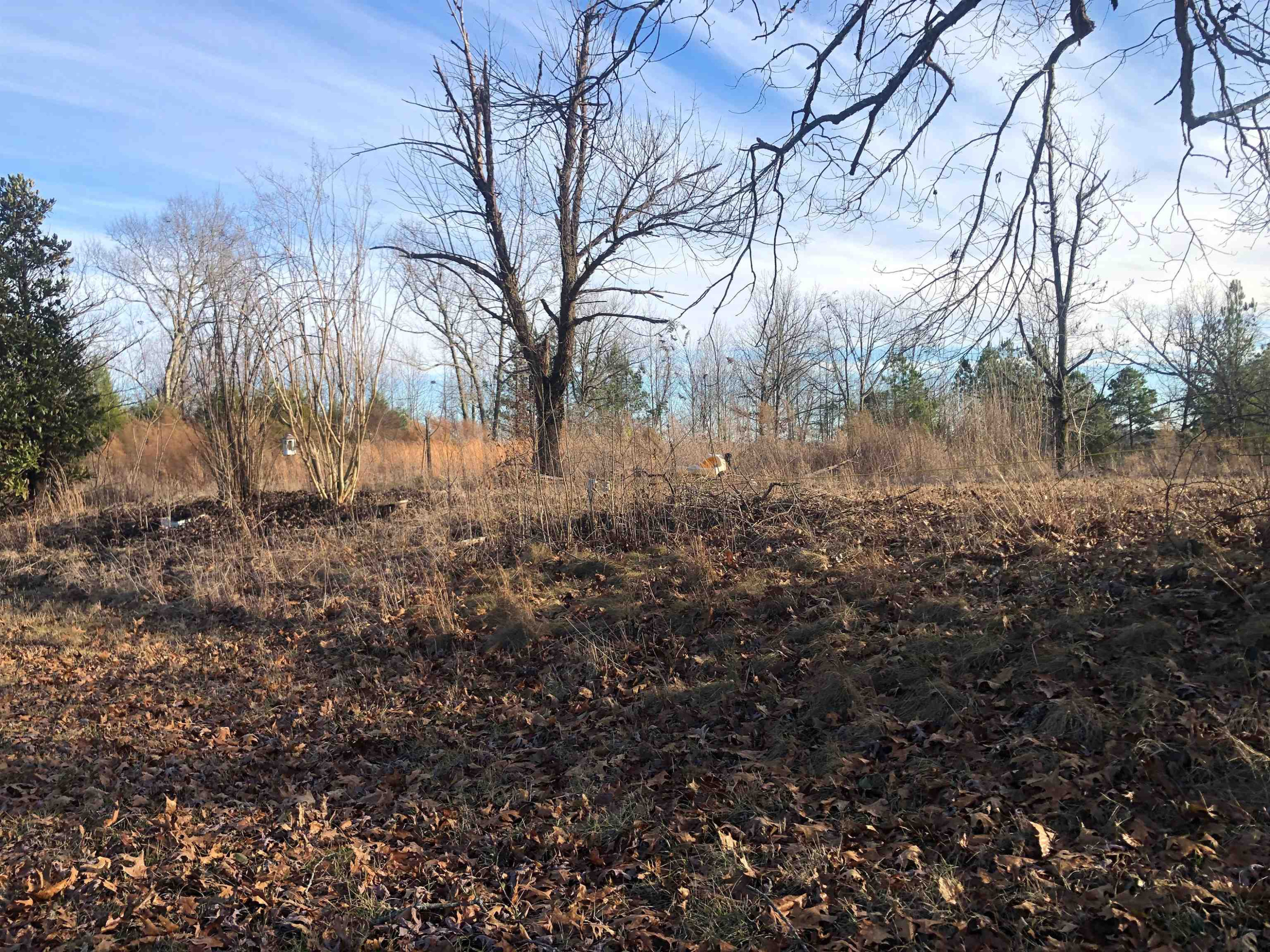 901 Joe Tillman Road Decaturville, TN 38329 - Photo 7 of 7 a view of a yard