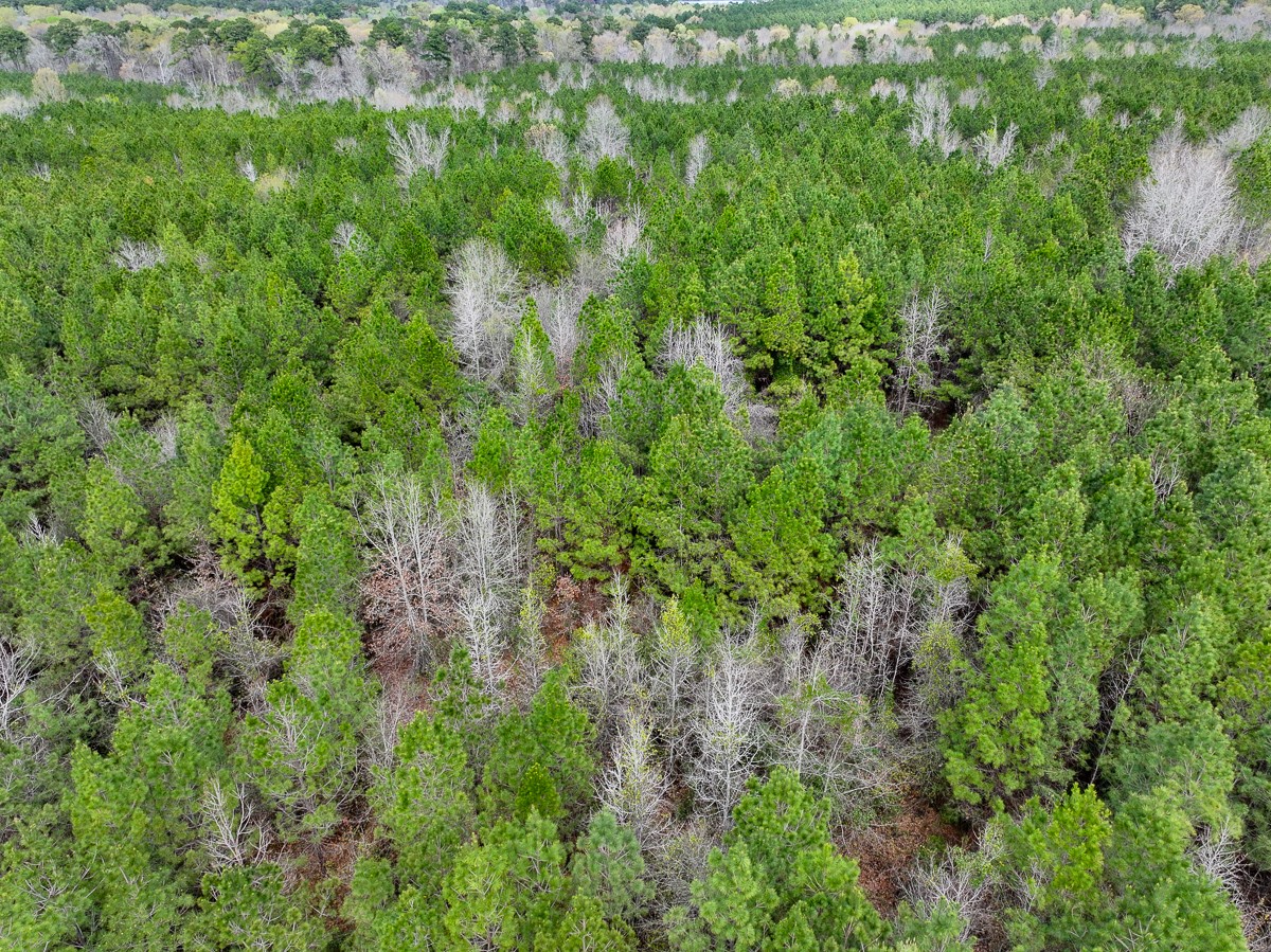 a view of a lush green forest with lawn chairs and plants