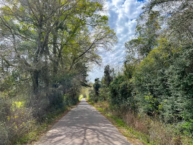 a view of a yard with plants and trees