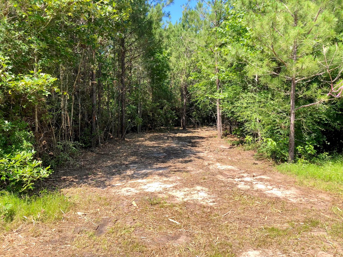 4 Eugene Walker Road Huntington, TX 75949 - Photo 7 of 7 a view of outdoor space with deck and yard