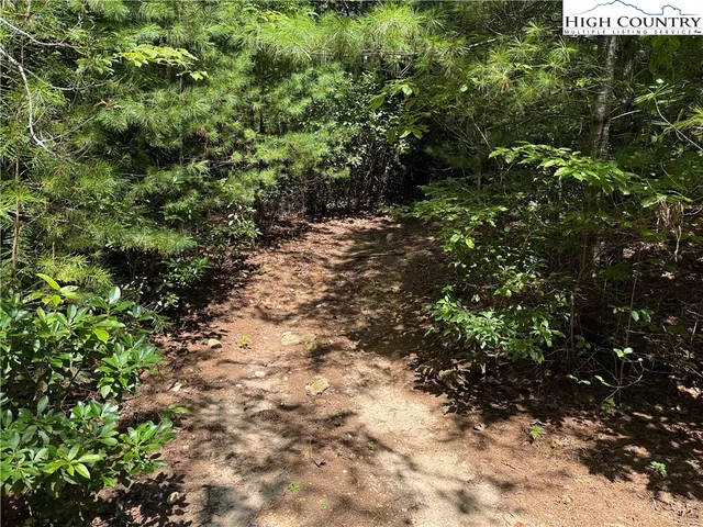 a view of a forest with a tree