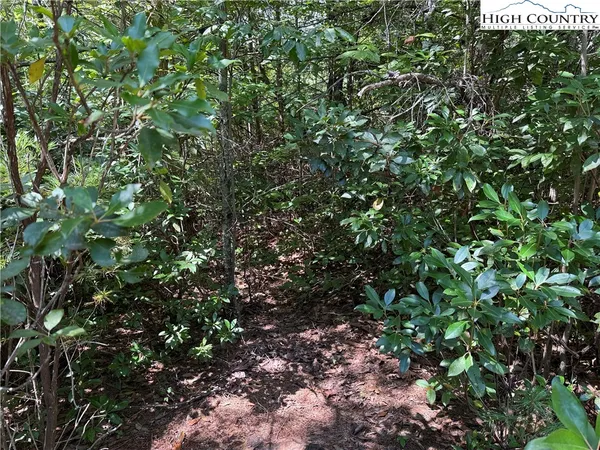 a view of a forest with a tree