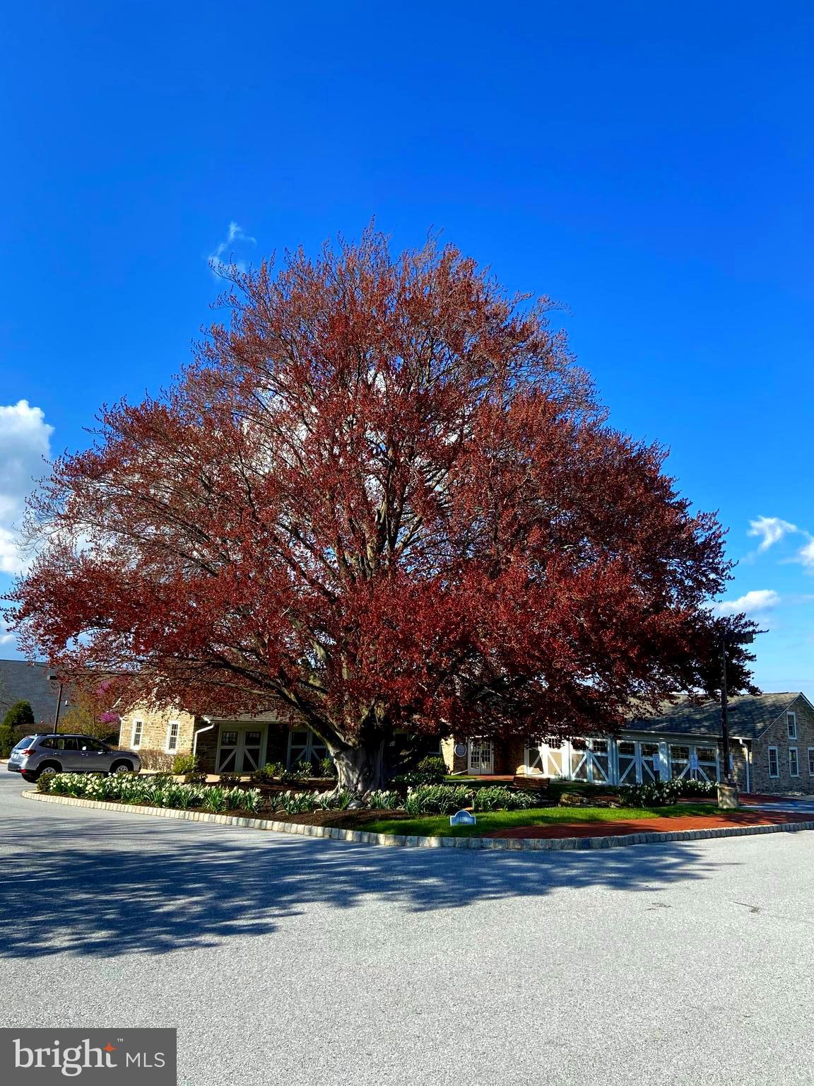 104 Pinkerton Road Coatesville, PA 19320 - Photo 30 of 49 Gorgeous copper beach tree outside fitness center