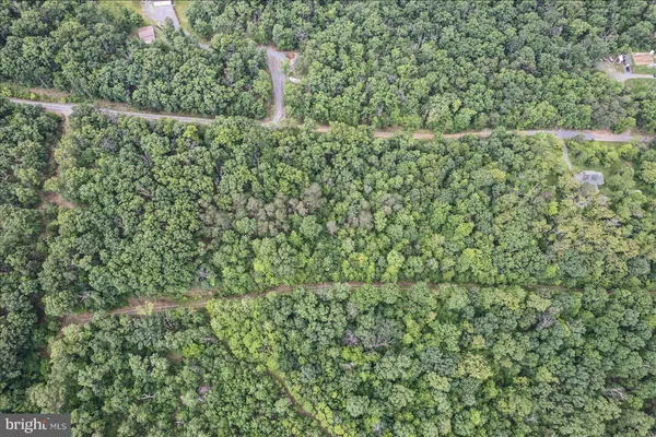 a view of a forest with a street