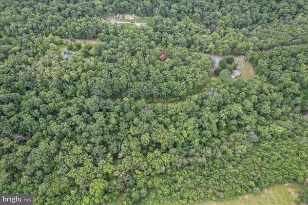 a view of a lush green forest