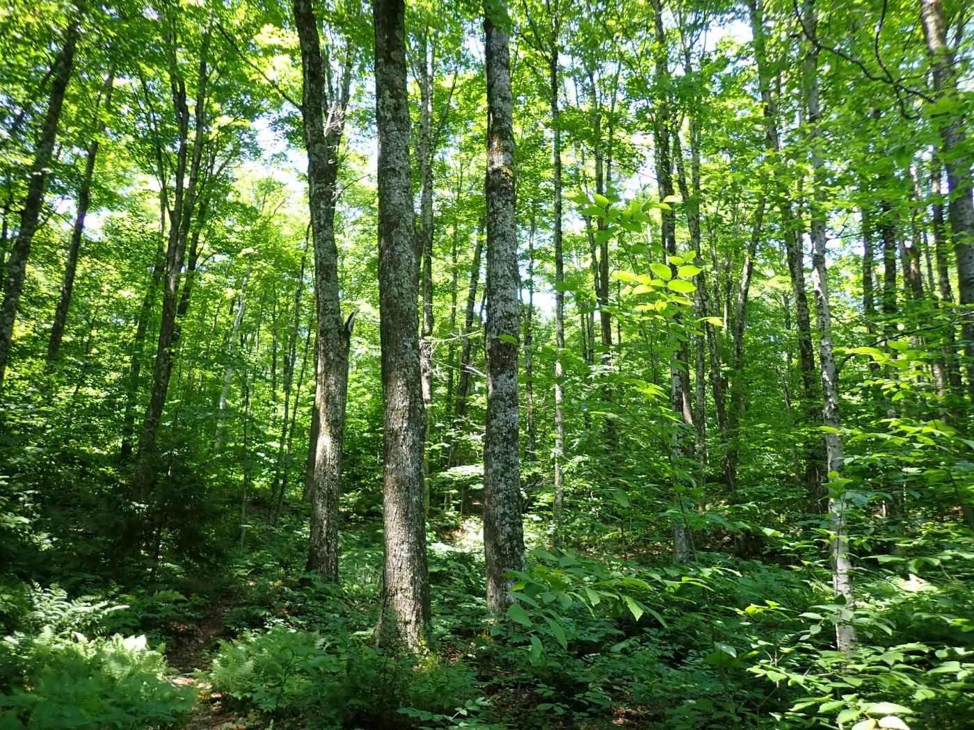 0 Plunkton Road Warren, VT 05674 - Photo 18 of 25