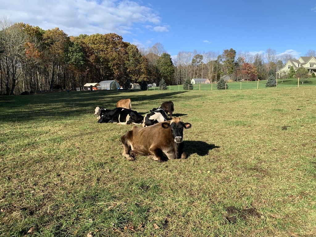 358 Rutherford Road Oakham, MA 01068 - Photo 41 of 42 a view of a park with large trees