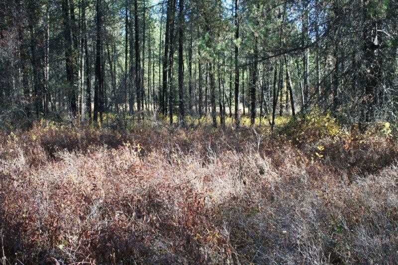 5031 Springdale-Hunters Road Springdale, WA 99173 - Photo 16 of 19