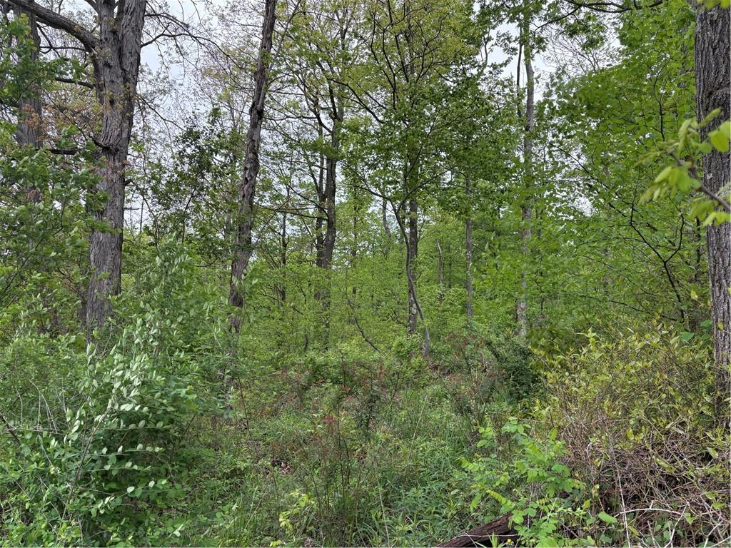 Lot 4 Cranberry Road Confluence, PA 15424 - Photo 11 of 12 a view of a lush green forest