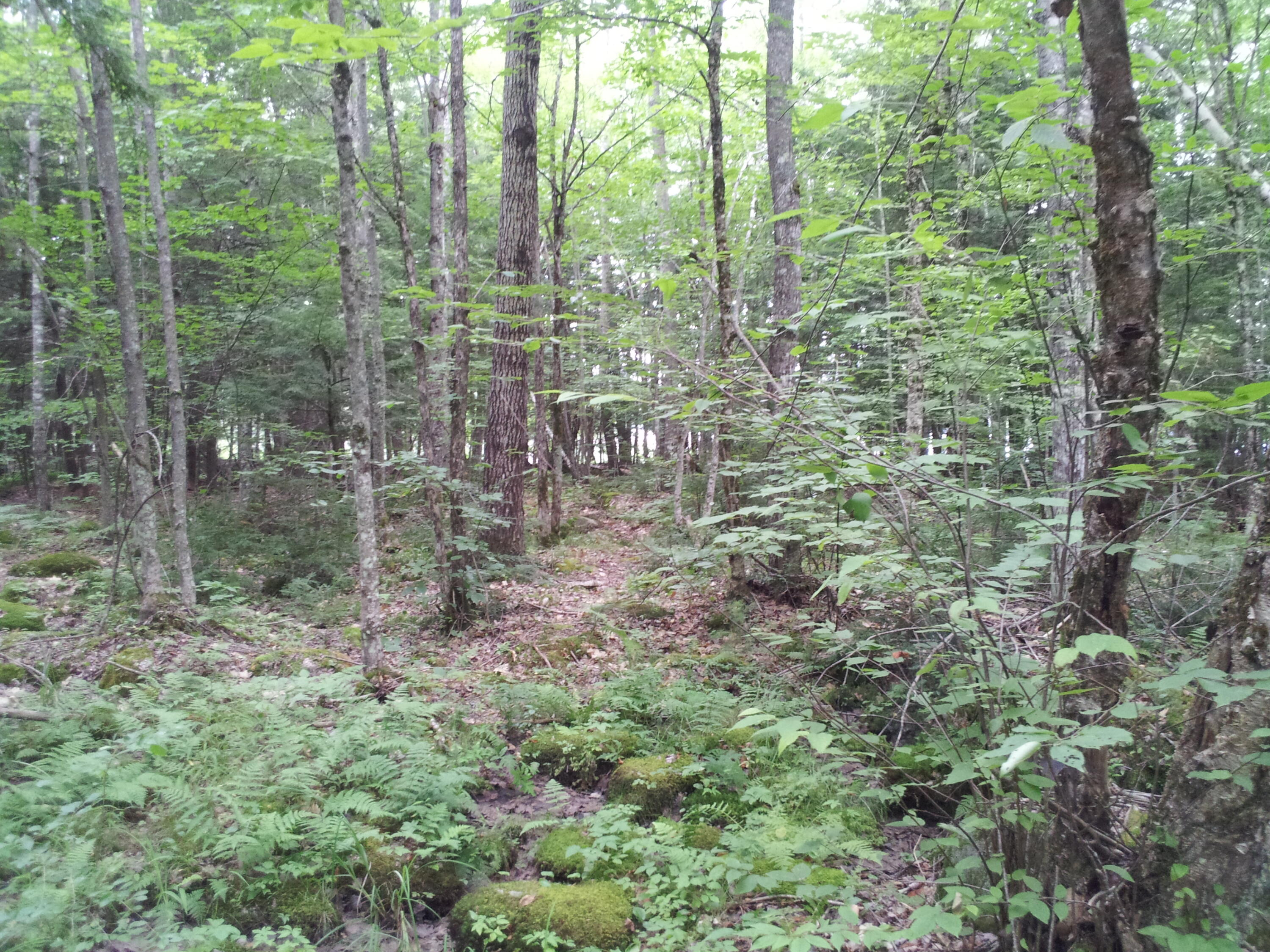 0 Cedar Lane Raymond, ME 04071 - Photo 1 of 1 0 Cedar 2