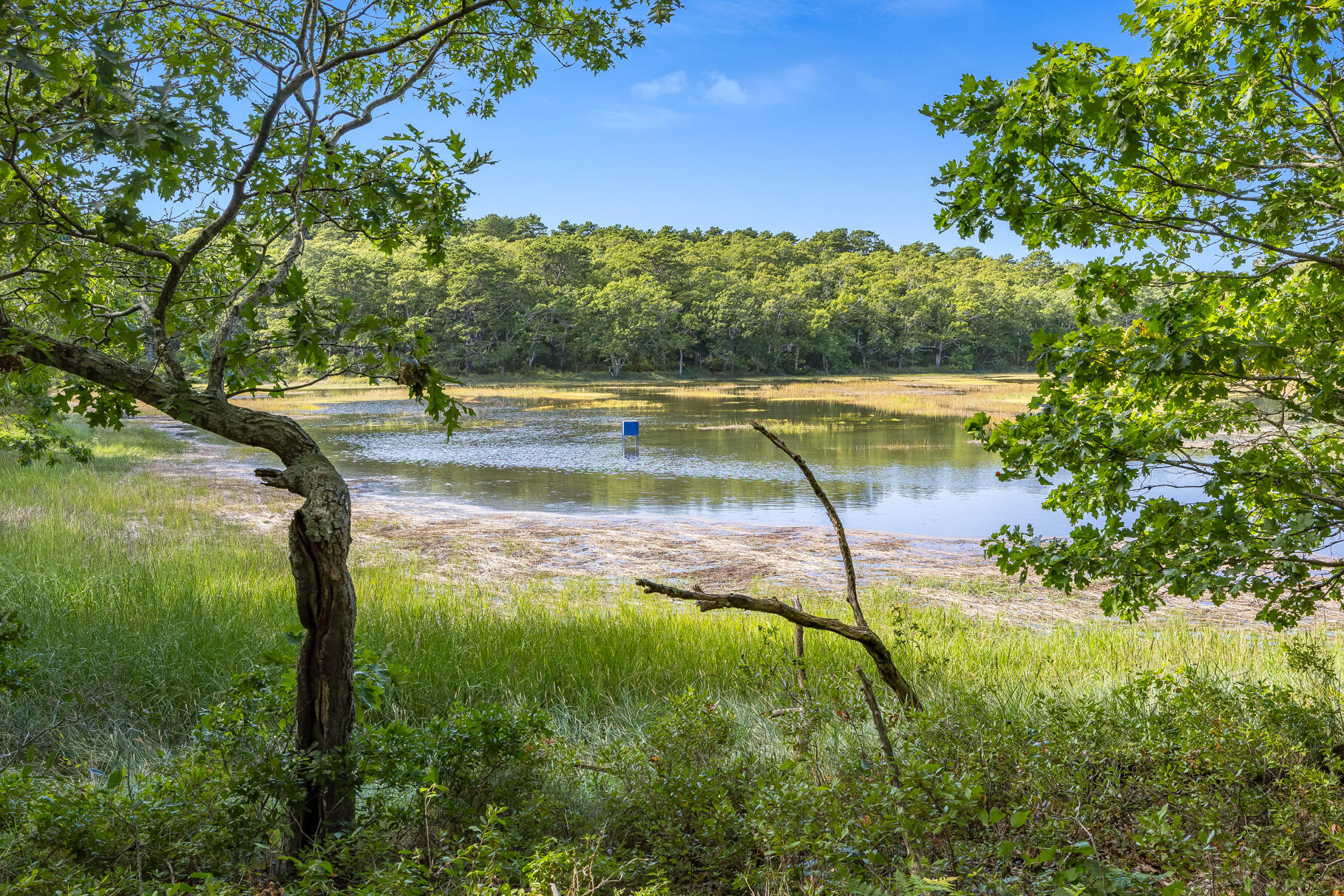 90 Blue Heron Road Wellfleet, MA 02667 - Photo 44 of 54 a view of a yard with swimming pool