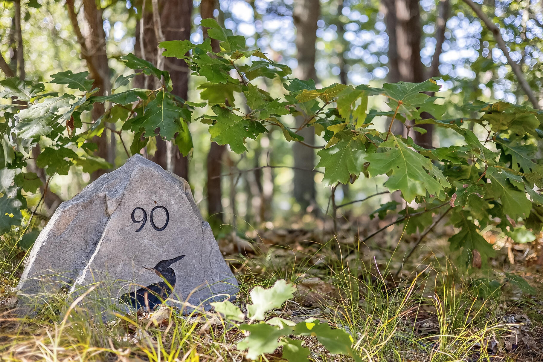 90 Blue Heron Road Wellfleet, MA 02667 - Photo 51 of 54 a view of a tree