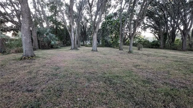 a view of a tree in the back yard