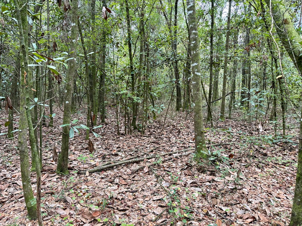 49-acres Mt Zion Road Gordon, AL 36343 - Photo 7 of 21