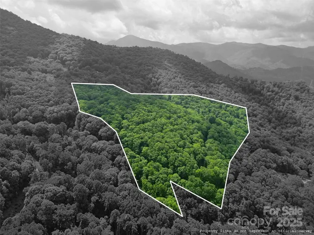 a view of a backyard with plants