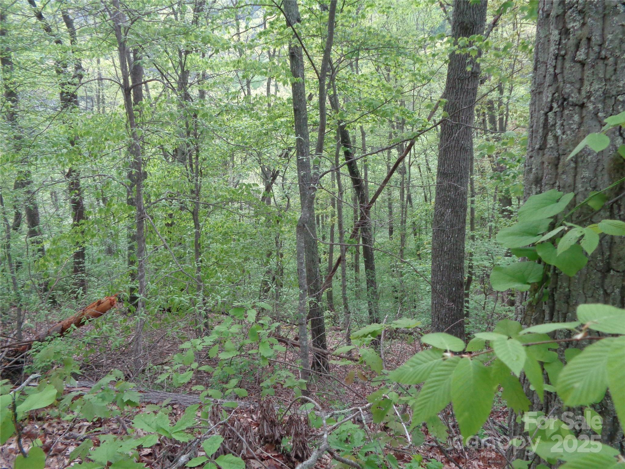 0 Promiseland Road Canton, NC 28716 - Photo 4 of 22 a green field with lots of trees