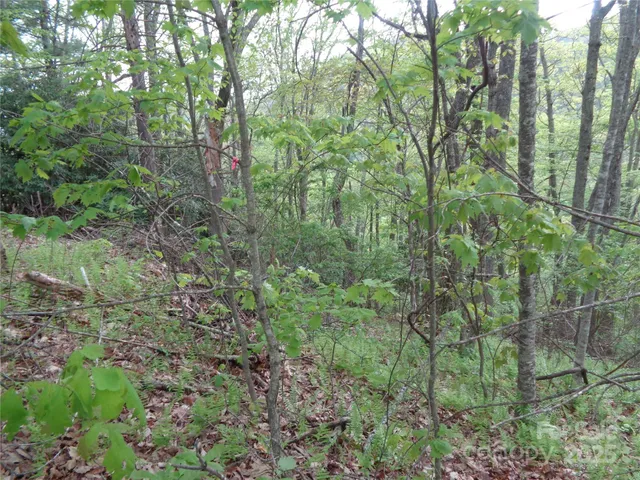 a view of a forest with trees
